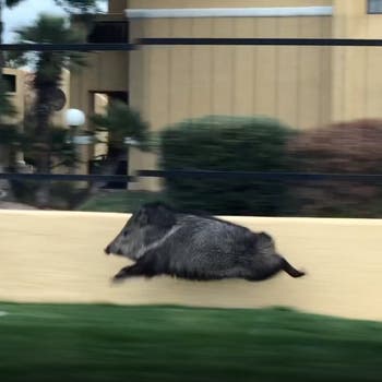 editor's javelina